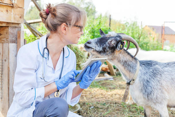 Young veterinarian woman with tablet computer examining goat on ranch background. Vet doctor check up goat in natural eco farm. Animal care and ecological livestock farming concept - Photo, Image
