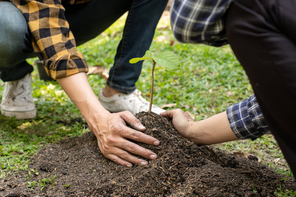 The hands of two people help each other are planting young seedlings on fertile ground, taking care of growing plants. World environment day concept, protecting nature. - Foto, imagen