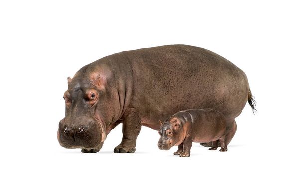Matka i dziecko hipopotama razem, izolowane na białym - Zdjęcie, obraz