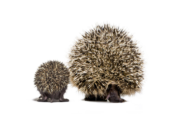 Back view of a baby European hedgehog and its mother walking on a white background - Photo, Image