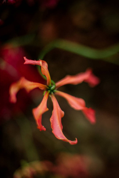 Рожева екзотична квітка крупним планом
 - Фото, зображення