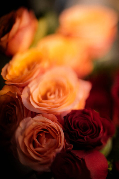 赤とピンクのバラのクローズアップ - 写真・画像