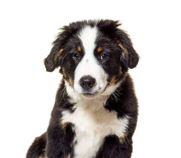 Puppy Bordernese dog. Mixedbreed Border Collie y Bernese Mountain Dog; tres meses de edad - Foto, Imagen