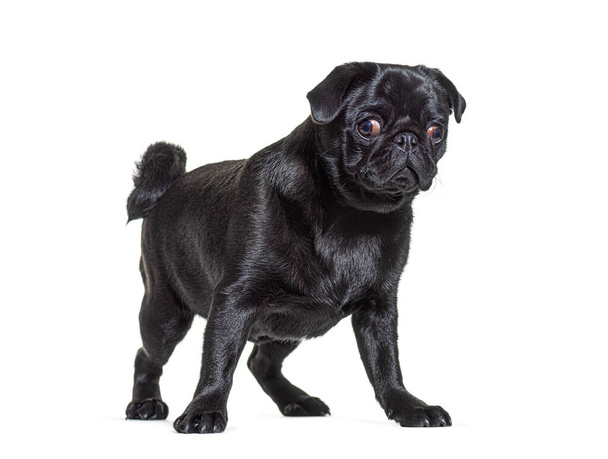 Black Pug cane in piedi di fronte e guardando la fotocamera, isolato - Foto, immagini