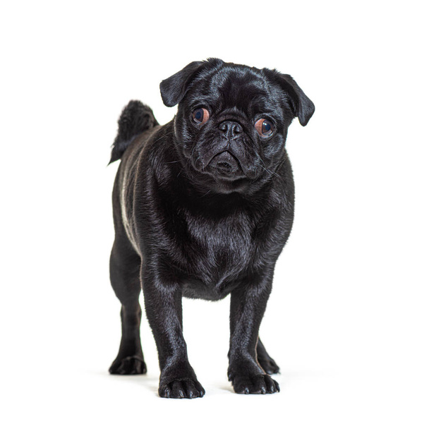 Negro Pug perro de pie en frente y mirando a la cámara, aislado - Foto, Imagen