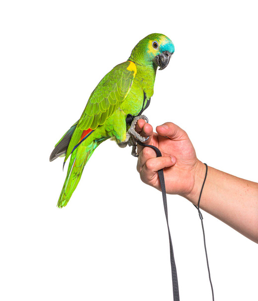 Side view of Turquoise-fronted amazon hold in a human hand with an harness - Photo, Image