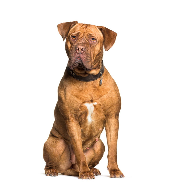 Dogue de Bordeaux sitting wearing a collar ID, isolated on white - Photo, Image