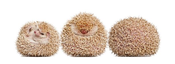 Hedgehog met vier tenen, Atelerix albiventris, opgebald voor witte achtergrond - Foto, afbeelding