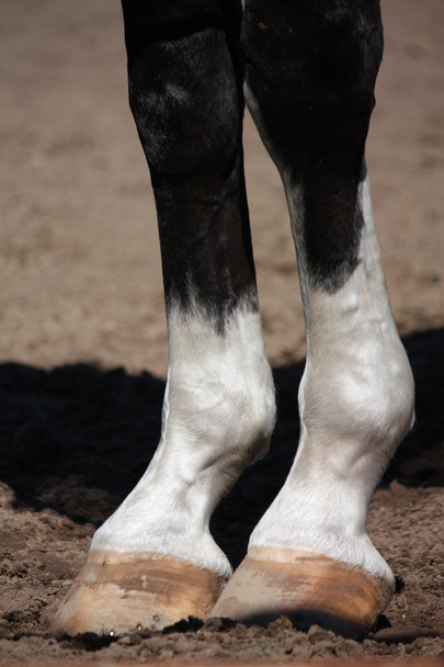 Крупним планом кінські ноги
 - Фото, зображення