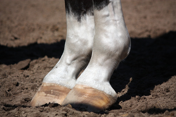 Primer plano de patas de caballo
 - Foto, imagen