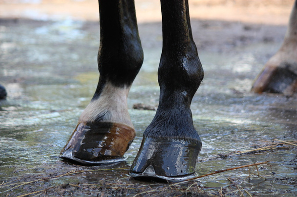 Закрыть блестящие копыта лошади после душа
 - Фото, изображение