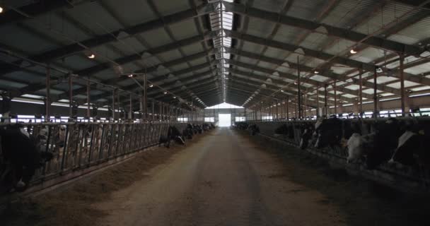 karjankasvatus ja karjankasvatus, monet lehmät karsinoissa pureskelu rehun suuri lato, moderni maatila ilmanvaihtojärjestelmä - Materiaali, video