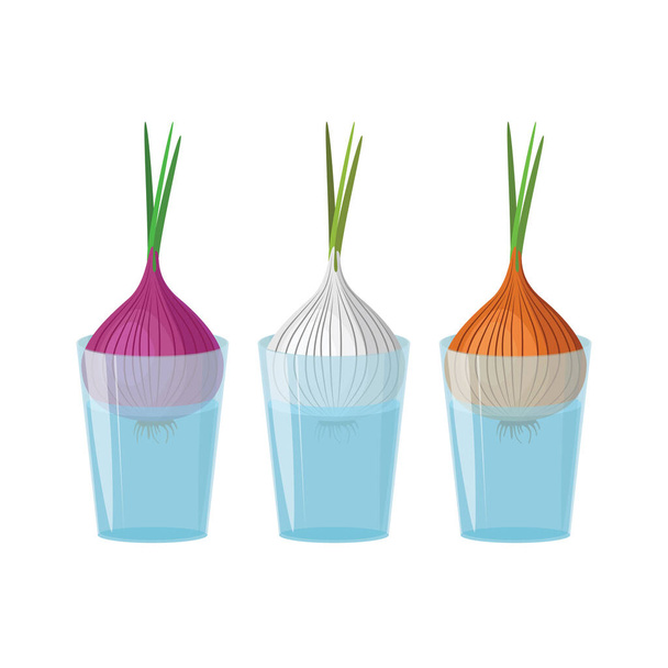 Set sprouting of onion greens. Three varieties of onions in a glass of water for growing greens. Vector illustration isolated on a white background for design and web. - Vettoriali, immagini