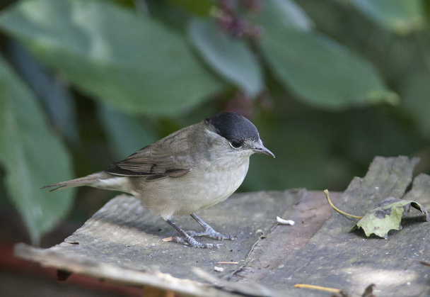 Bird Blackcap is a deft insect catcher. - Photo, Image