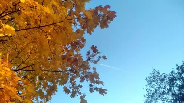 Gele en oranje bladeren van de boom zwaaien in de wind op de achtergrond van de blauwe lucht. Herfstconcept. Herfst blad met kopieerruimte. Ahornboom met veelkleurige takken. - Video