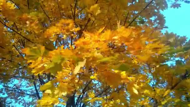 Las hojas amarillas y anaranjadas del árbol se balancean en el viento sobre el fondo del cielo azul. Concepto de otoño. Follaje otoñal con espacio de copia. Árbol de arce con ramas multicolores. - Metraje, vídeo