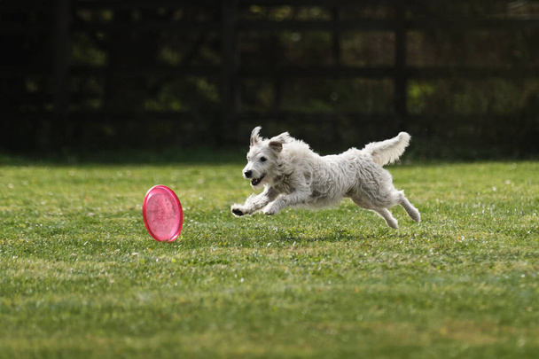 Λευκό αφράτο σκυλί προσπαθεί να αρπάξει πλαστικό δίσκο με τα δόντια, η οποία κυλά γρήγορα σε όλο το γκαζόν. Wire haired Jack Russell Terrier πηγαίνει για σπορ για ζεστή καλοκαιρινή μέρα σε εξωτερικούς χώρους στο πάρκο σε πράσινο καθάρισμα. - Φωτογραφία, εικόνα