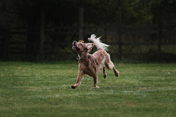 İngiliz köpeği çimlerde hızlı koşar. Çeviklik yarışmaları. İngiliz kırmızı ve beyaz setter sıcak yaz gününde spor yapar açık havada parkta yeşil çayırda. - Fotoğraf, Görsel
