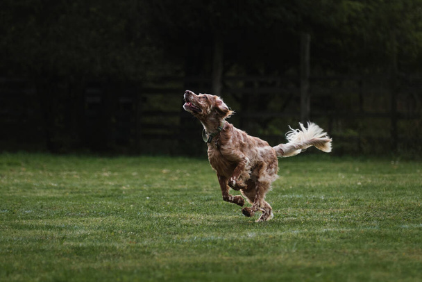 İngiliz köpeği çimlerde hızlı koşar. Çeviklik yarışmaları. İngiliz kırmızı ve beyaz setter sıcak yaz gününde spor yapar açık havada parkta yeşil çayırda. - Fotoğraf, Görsel