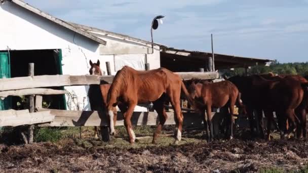 Élevage et élevage de chevaux. Vidéo 4K ralenti de la vie à la campagne. Un groupe d'étalons adultes bruns se tiennent à la ferme derrière une clôture et agitent la queue. Les côtes du cheval sont visibles. - Séquence, vidéo