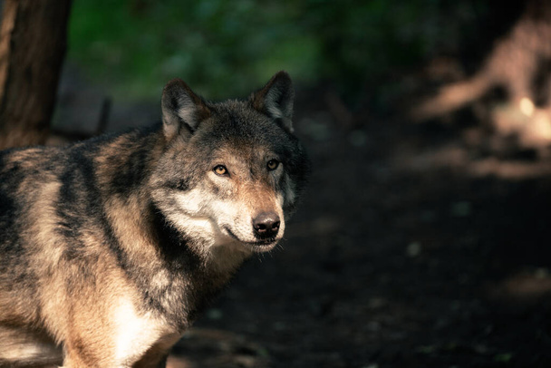 A beautiful majestic wolf in a forest - Photo, Image