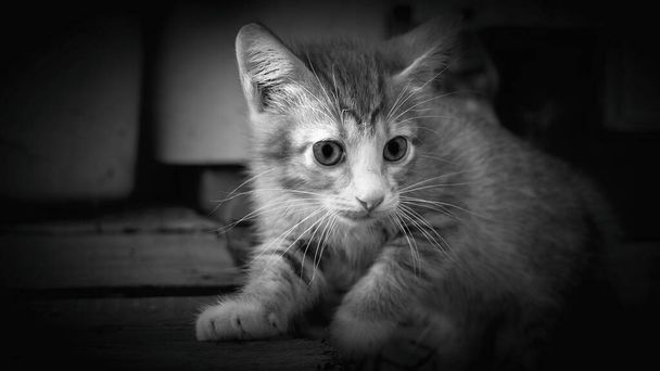 een kleine grijze kitten met grote ogen close-up en met verrassend overweegt iets voor hem - Foto, afbeelding