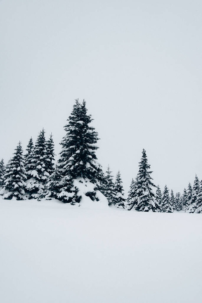 A vertical shot of a beautiful winter landscape with fir trees covered in snow - Photo, Image