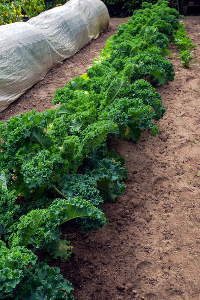 Salát ze zeleného salátu v zahradě. Ekologická zelenina, byliny a květiny v zahradě čerstvé domácí krásné přírody - Fotografie, Obrázek