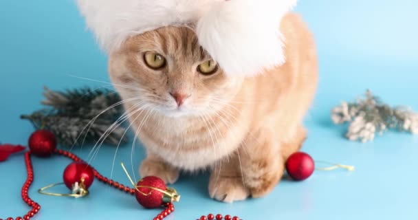 Roztomilý rozkošný britský kočka hrát s vánoční koule na modrém pozadí studia - Záběry, video