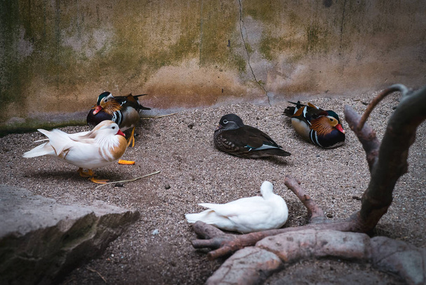 Différentes épines d'oiseaux reposant ensemble sur le sol. - Photo, image