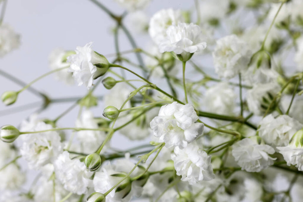 mały biały zajęty dziecko oddech kwiat kilka na białym tle - Zdjęcie, obraz