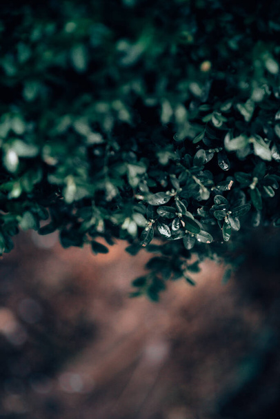 A vertical closeup shot of green leaves covered in dewdrops - Fotografie, Obrázek