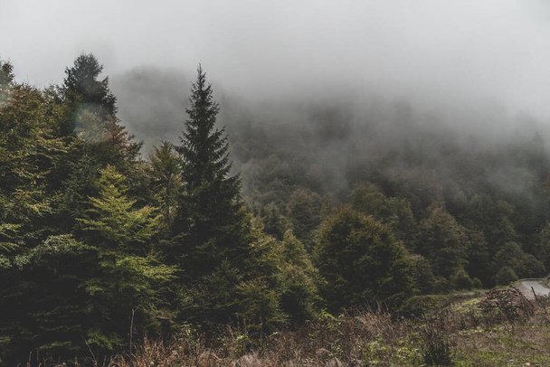 Una vista impresionante de las montañas del bosque perdido en la niebla en un día sombrío, fondo de pantalla horizontal - Foto, imagen