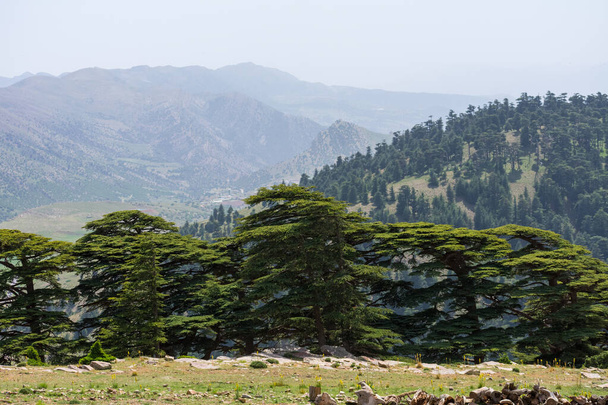 Γραφική θέα από το Εθνικό Πάρκο Χέλια. Atlas Cedar Forest (Cedrus Atlantica) στο όρος Chelia στα βουνά Aures στην Αλγερία - Φωτογραφία, εικόνα
