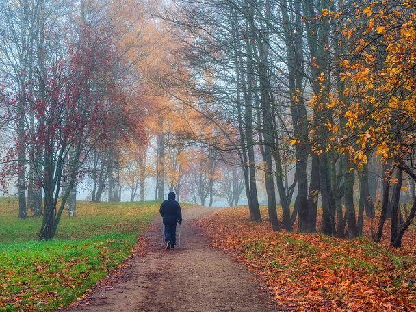 Мягкий фокус Туманный осенний пейзаж в парке, где разноцветные опавшие листья покрывают пешеходную дорожку. Старик в костюме медленно ходит по листьям. Желтые деревья на заднем плане. - Фото, изображение