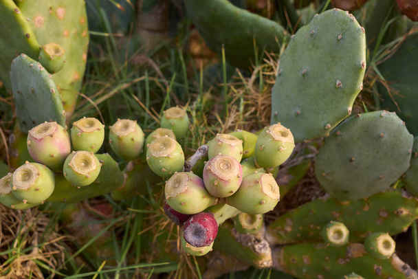 Opuntia stricta plantas con frutos - Foto, imagen