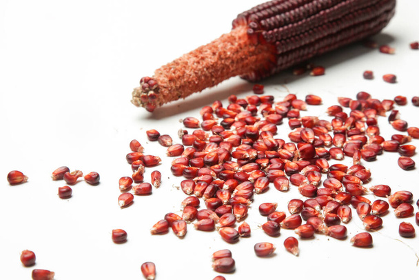Ацтекская красная кукуруза на белом фоне. - Фото, изображение