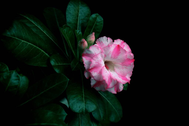 flores de azalea sobre un fondo negro - Foto, imagen