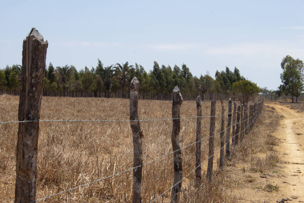 pasteboard fence with eucalyptus plantation in the background - Photo, Image
