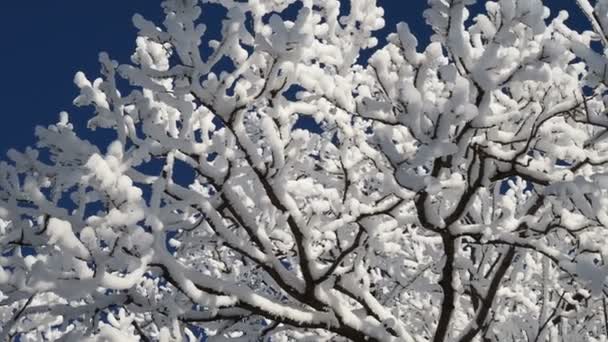 gyönyörű fa ágak borított hó ellen a kék ég egy fényes napos téli napon - Felvétel, videó
