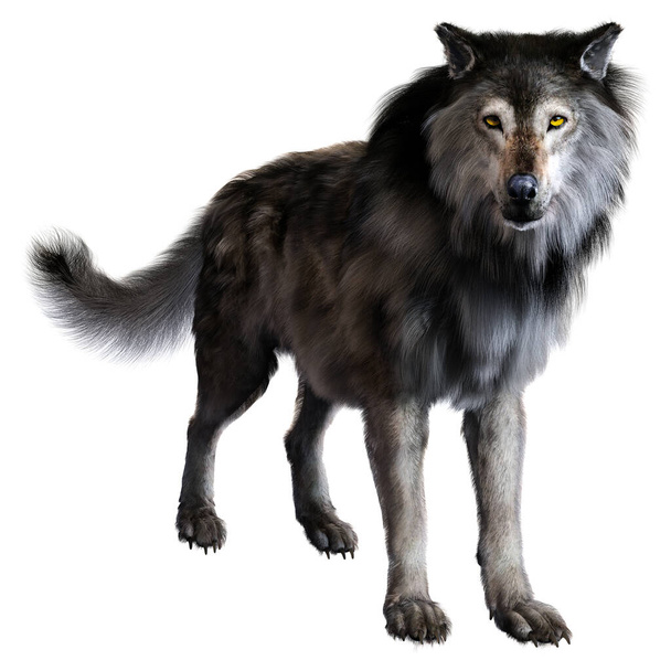 Lobo terrible sobre fondo aislado, ilustración 3D, renderizado 3D - Foto, imagen