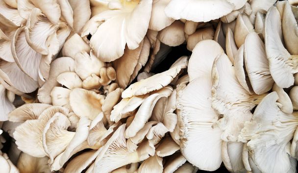 Oyster mushroom or Pleurotus ostreatus as background - Foto, Imagem