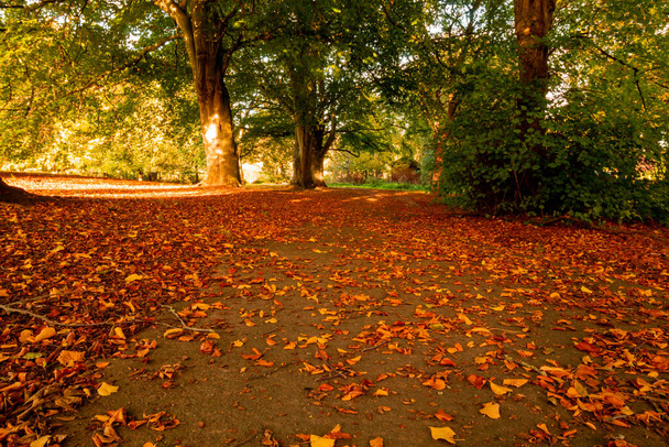 Stapenhill Woodland Walk and Riverside Walk, Burton on Trent UK, autumn 2021. - Foto, imagen