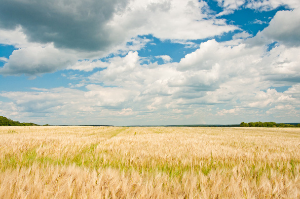 Спелая пшеница
 - Фото, изображение