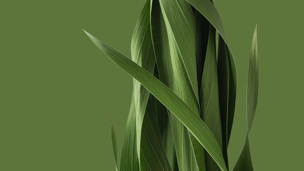 a növény zöld hátterű, összefonódó zöld levelei, az egészség, a forrás vagy a sablon szimbóluma - Fotó, kép