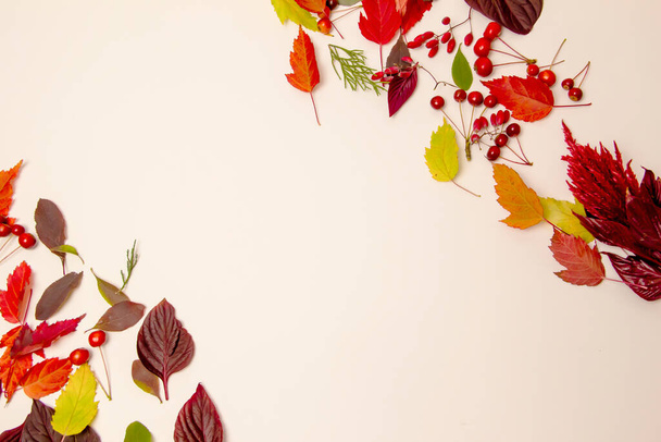 Las hojas otoñales del arce, la haya, el abedul sobre el fondo blanco - Foto, Imagen