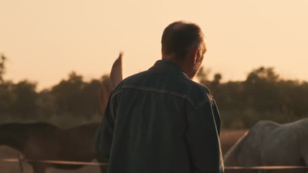 Senior-Landwirt bewundert Pferde auf Koppel - Filmmaterial, Video
