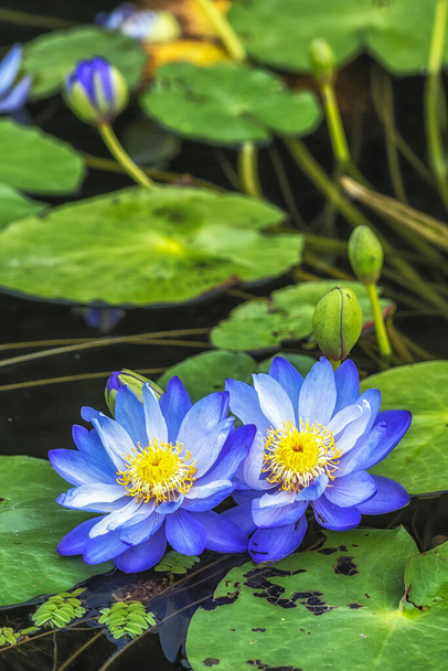 Varias flores de loto de colores en Semiwon Garden en Yangpyeong, Corea del Sur - Foto, Imagen