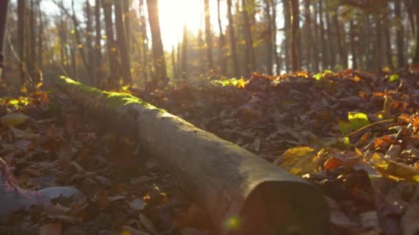 LENS FLARE: Mossy albero tronco viaggi fino jogger femminile esplorare la foresta autunnale. - Filmati, video
