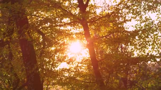 レンズフレア:早い秋の朝の太陽は回転する葉を通して輝いています. - 映像、動画